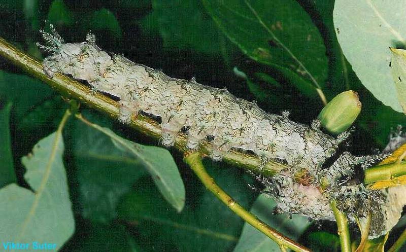 SATURNIIDAE World Homepage für den Saturniidenfreund